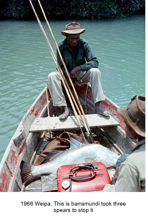 Barramundi and fishing spears in a boat at Weipa in 1966