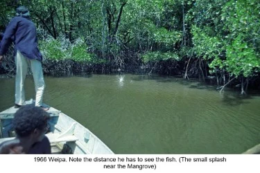 Spear fishing from a boat near mangroves at Weipa in 1966
